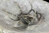Spine-On-Spine Ceratarges Trilobite - Top Quality #93860-4